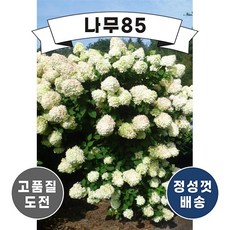 목수국라임라이트