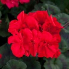 큰해오라비난초