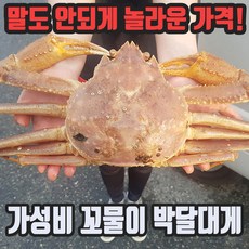 호호농수산 러시아 대게 3kg 꼬물이 몬난이 선어 자숙 동해수입 현장발생 시세 박달활어 B급 택배, 꼬물이대게 3g (2마리)