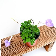 에덴플랜트 바위바이올렛 바이올렛 소품 야생화 행잉플랜트 덩굴식물 보라꽃 공기정화, 1개