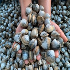 (대용량)씨푸드월드 서천 자연산 동죽(물총)조개10kg, 1개