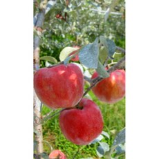 사과나무(홍로) 접목3년 분(결실주) (N0042), 1개