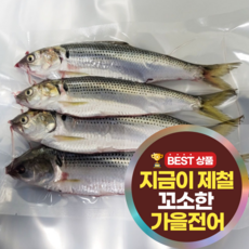[며느리컴백] 고소함 폭발하는 최상급 가을 전어회 전어 구이 손질 후 무게, 2세트, 250g(순살필렛)