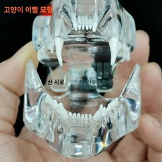 치아모형 고양이 강아지 동물이빨, 송곳니 하나, 1개