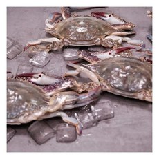 햇꽃게3kg