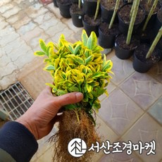 사철나무 황금사철 묘목 삽목2년 서산조경마켓, 20개