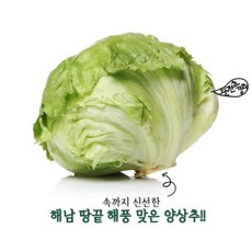 땅끝 해남 해풍맞은 양상추 (개당 650g내외) 1입 2입 4입 / 해남직송 lettuce, 2개