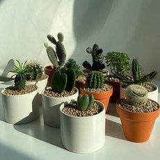 [솔가든]미니 선인장 생화 식물 키우기 하트 다육이 괴마옥 축전 금호 소송록 외 독일토분 세라믹화분, 등심환(독일토분)