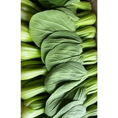 [산지직송] 국내산 수분듬뿍 영양만점 신선채소 청경채 샤브샤브용 2kg, 1개
