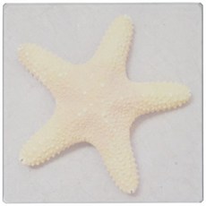 3dRose ct_26134_5 Starfish Shell Glass Tile 4-Inch, 1개, 기타