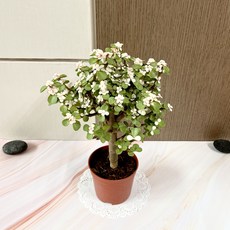 아카리츠무기추천