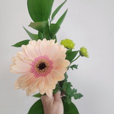 거베라 아름다운강인함 거베라 5송이 10송이 양재꽃시장 꽃배달싼곳 생화배송 메종드보타닉, 레드