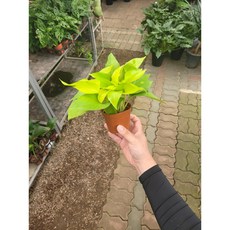 형광스킨답서스