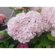 꽃꾸미