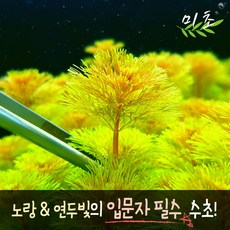 [미초] 암브리아 수초 15촉 / 치어 수초 / 초보자 수초 / 구피 수초