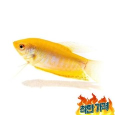 키우기쉬운 열대어 구라미 물고기 키우기, 1개