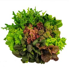 아쿠아포닉스쌈