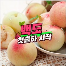 멜로코튼 고당도 복숭아, 프리미엄 백도 2kg, 1개