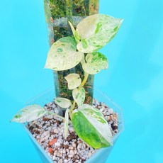 에피프레넘피나텀