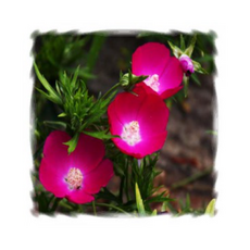 16b5da519cd10e3c5e0ac61875ab489bcc4a73de55cae3506e32738d1e4c.png