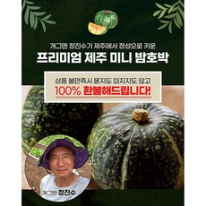 제주미니밤단호박