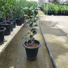 50~80cm 159 블랙로즈동백나무 중대품