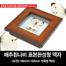 배추흰나비 완성표본액자 160mm X 160mm