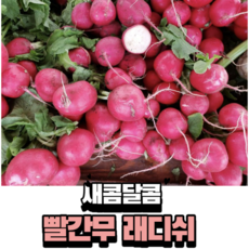 국내산 래디쉬 적환무 300g 2kg, 1개