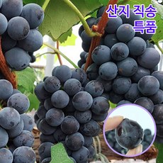 뽀슬라임아이스박스