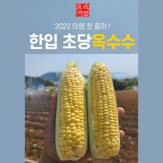 손질초당옥수수