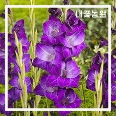 글라디올러스 바이올레타 5주 묶음