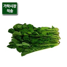 와일드루꼴라1kg