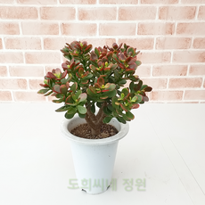 다육이염좌