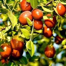 세종식물원 대추나무(다왕자오) 사과대추나무 특묘, 대추나무(다왕자오) 특묘, 1개
