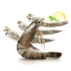 홍다리얼룩새우