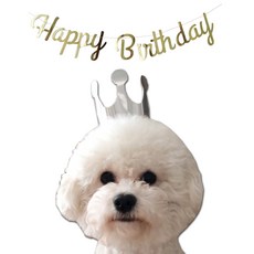 두빵펫 고양이 강아지 생일파티 세트 가랜드 모자 왕관, 가랜드+왕관 실버