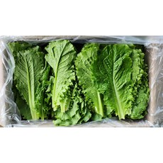 청상추 300g 500g 1kg, 미참여, 1개