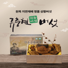 경북 버섯 명장이 보증하는 국내산 명품 상황버섯 - Dired Phellinus linteus (상품), 1박스, 500g
