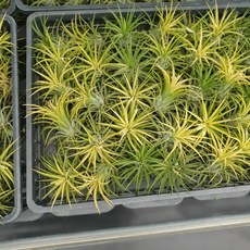 식물공장 10개 식물도매 대량구매 드루이드 이오난사 4~7cm 수입식물 틸란드시아