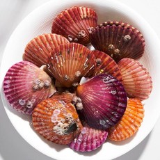 대한민국농수산가리비