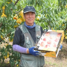 [산지직송] 당도높은 햇사레 감곡 복숭아 백도 황도 장호원 복숭아 딱딱이 말랑이