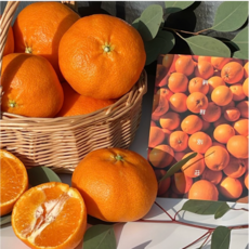 못난이 가정용 레드향 5kg