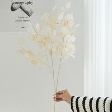 루나리아