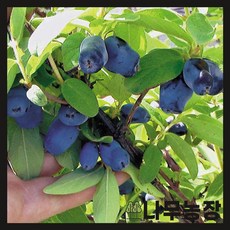 (나무농장) 하니베리 5치포트