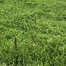 주목나무분재판매