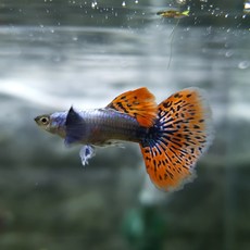 c752788377ff78963e04c74c16ccb5f4d10d2cd96169ab3526ae0c2e238f.jpg
