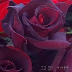 B2 블랙바카라 장미묘목 사계명품땅장미, 포트재배묘 H0.3~0.4, 1개