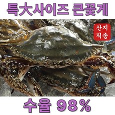 신속발송 산지직송 국내산 제철 꽃게, 1개, 당일조업 숫꽃게 2kg