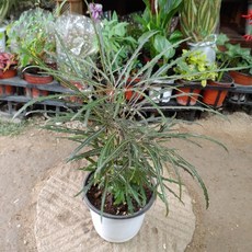 아스토리아탄야