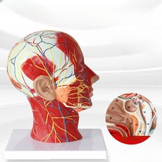동맥경맥모형 인체 교육용 해부학 심혈관 혈관모형 동맥경화 뇌동맥
